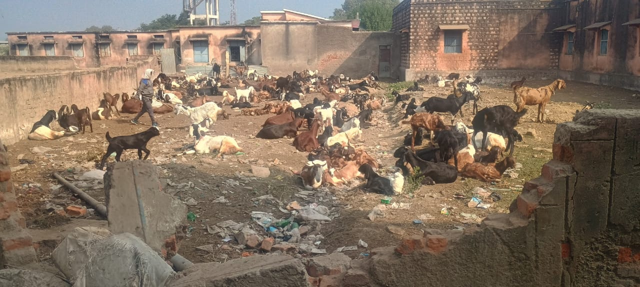 संधारा के विद्यालय में बकरियों का जमावड़ा